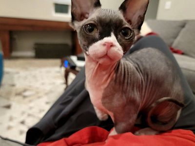 2 Bambino Sphynx Cats