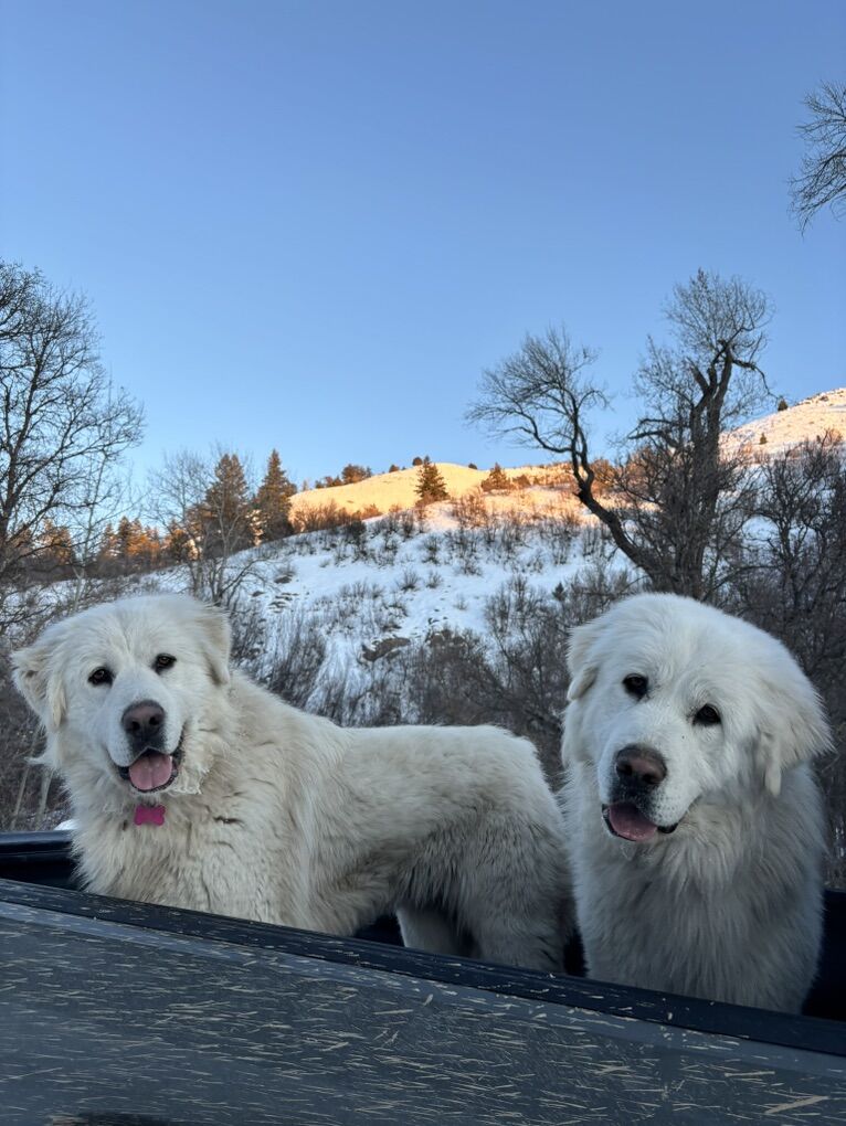 TWO Loved & Loving Great Pyrneese