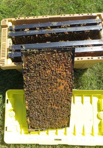 2026 Nucs, Honeybees, Bees, Beehive