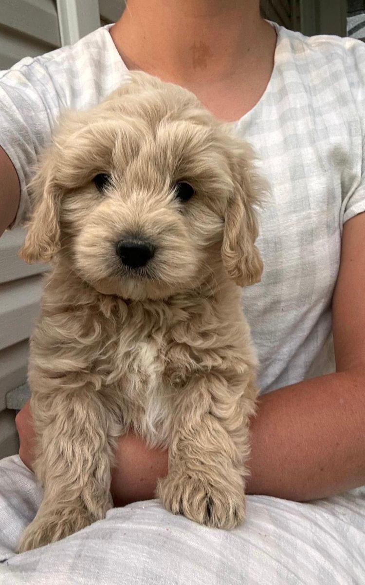 Mini Goldendoodles