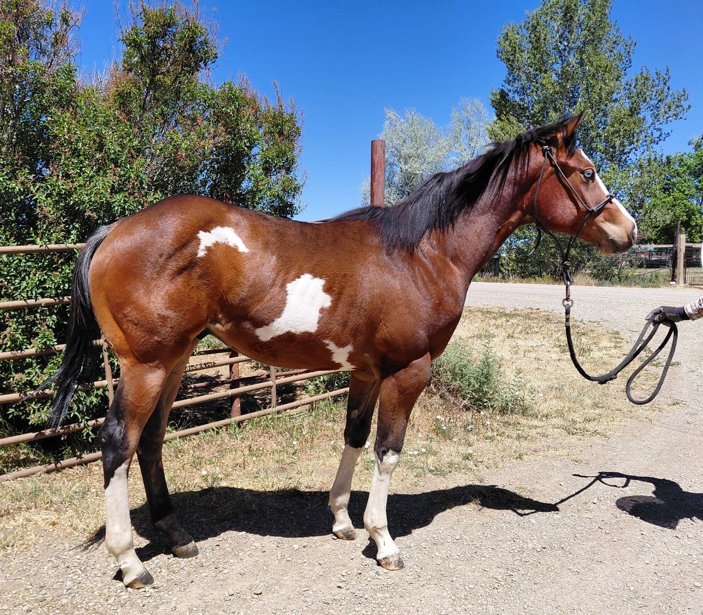 Yearling APHA registered colt .Handled daily, very friendly