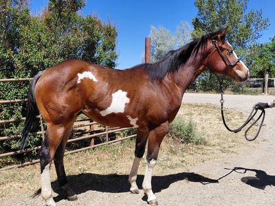 Yearling APHA registered colt .Handled daily, very friendly