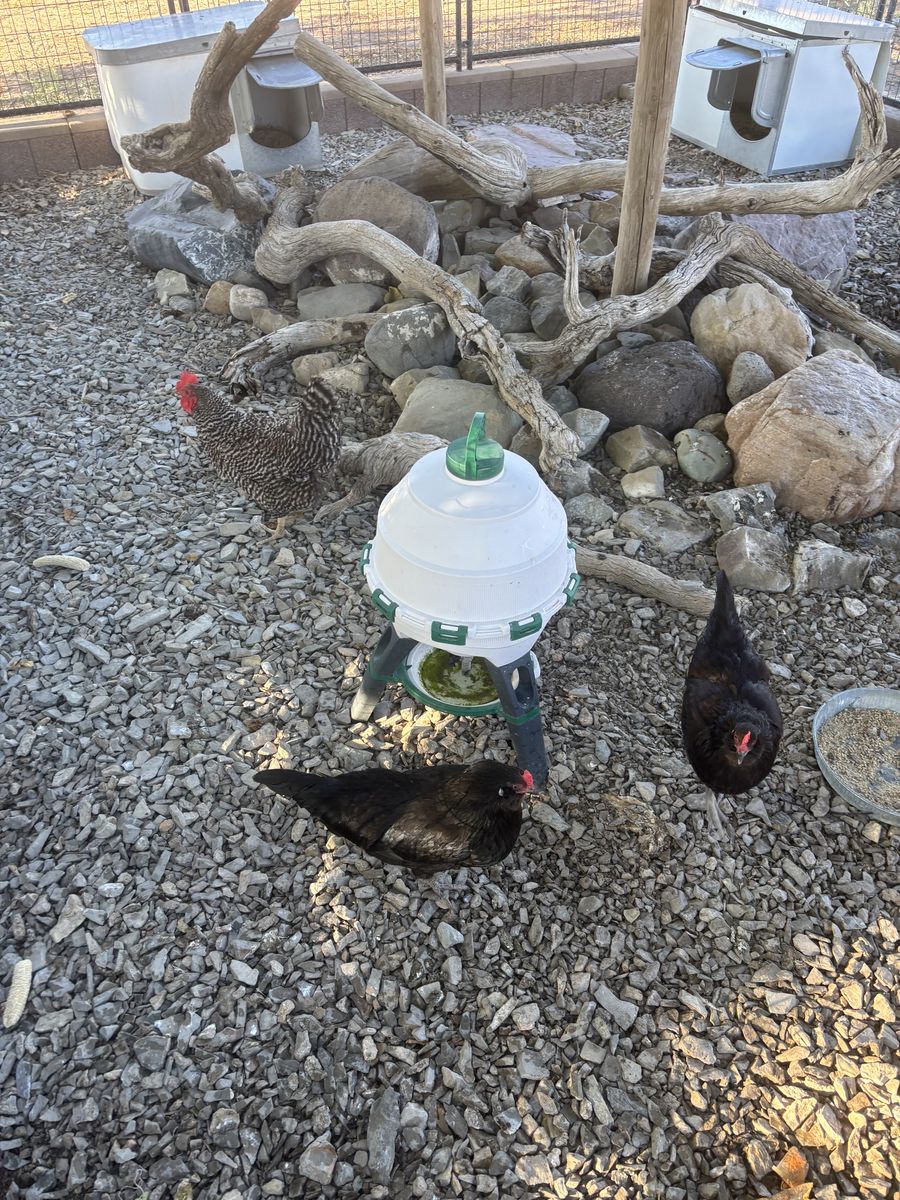 Laying Hens 