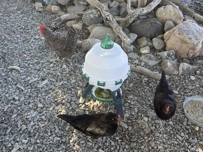 Laying Hens
