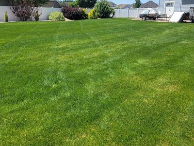 Free 3800 Sq Ft Sod