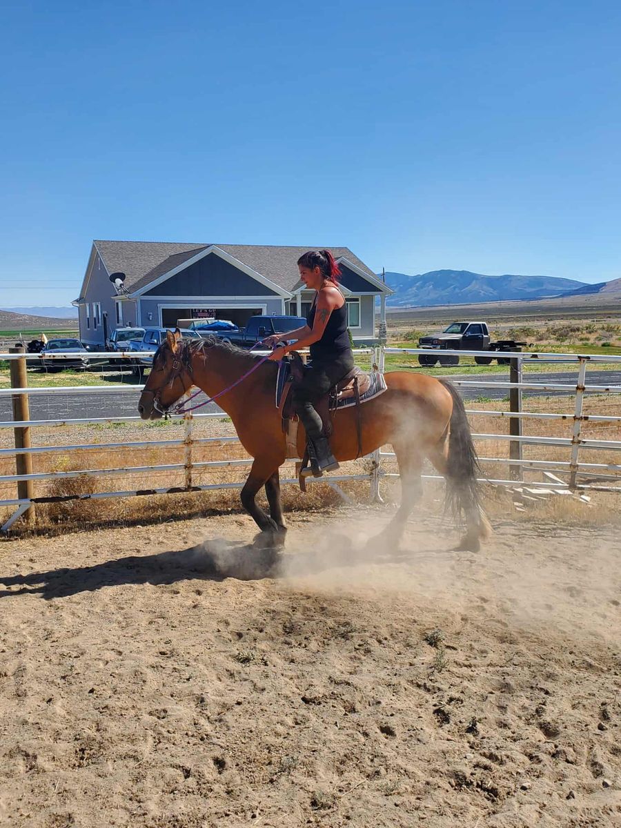 Cross- Gypsy Vanner/ Kiger Mustang