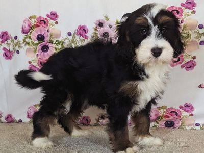 Boy Barkis — Fluffy, Fun & Ready for His Forever Family!