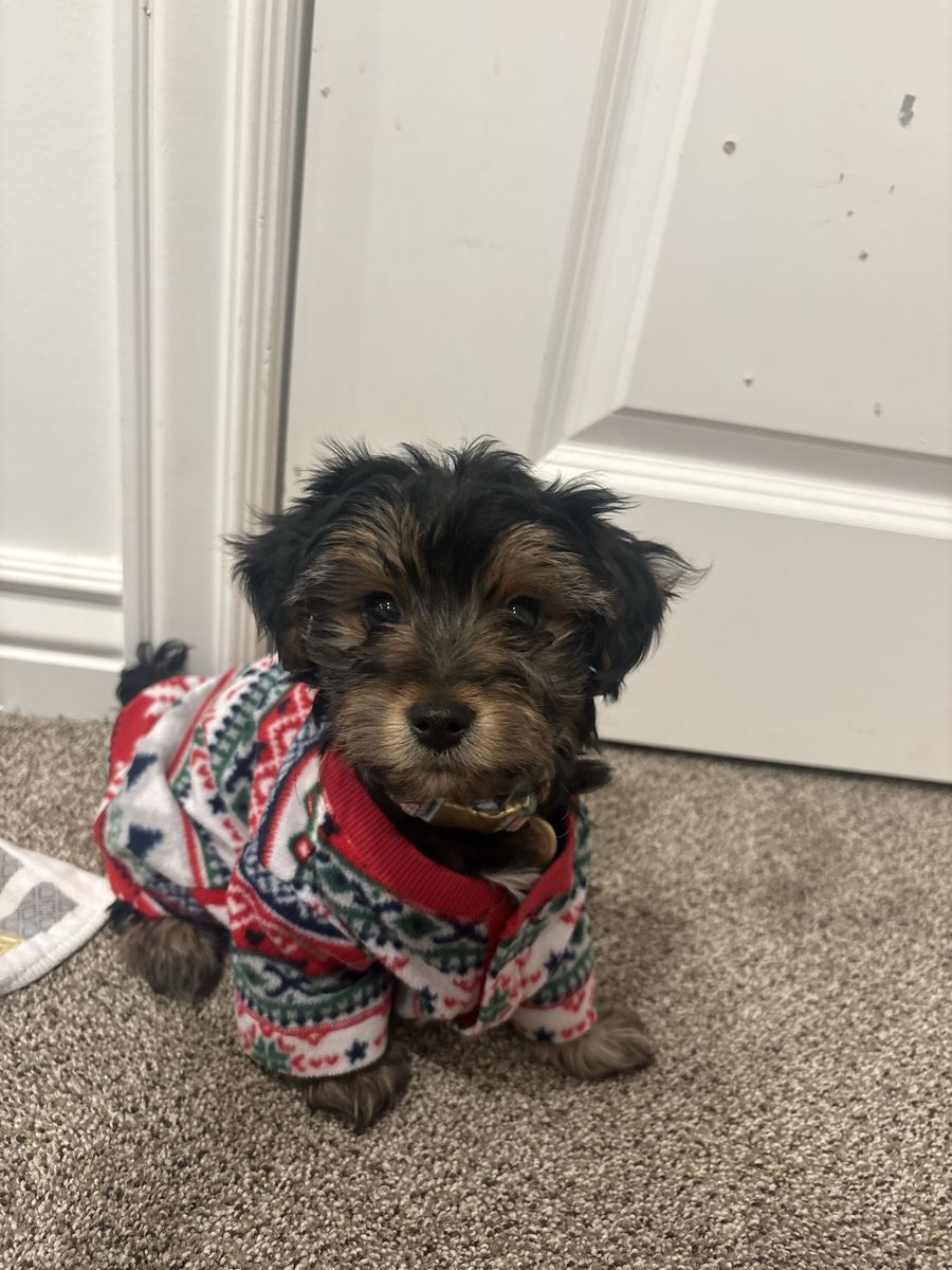 Yorkie Puppy!