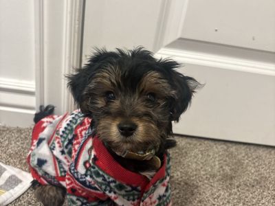 Yorkie Puppy!