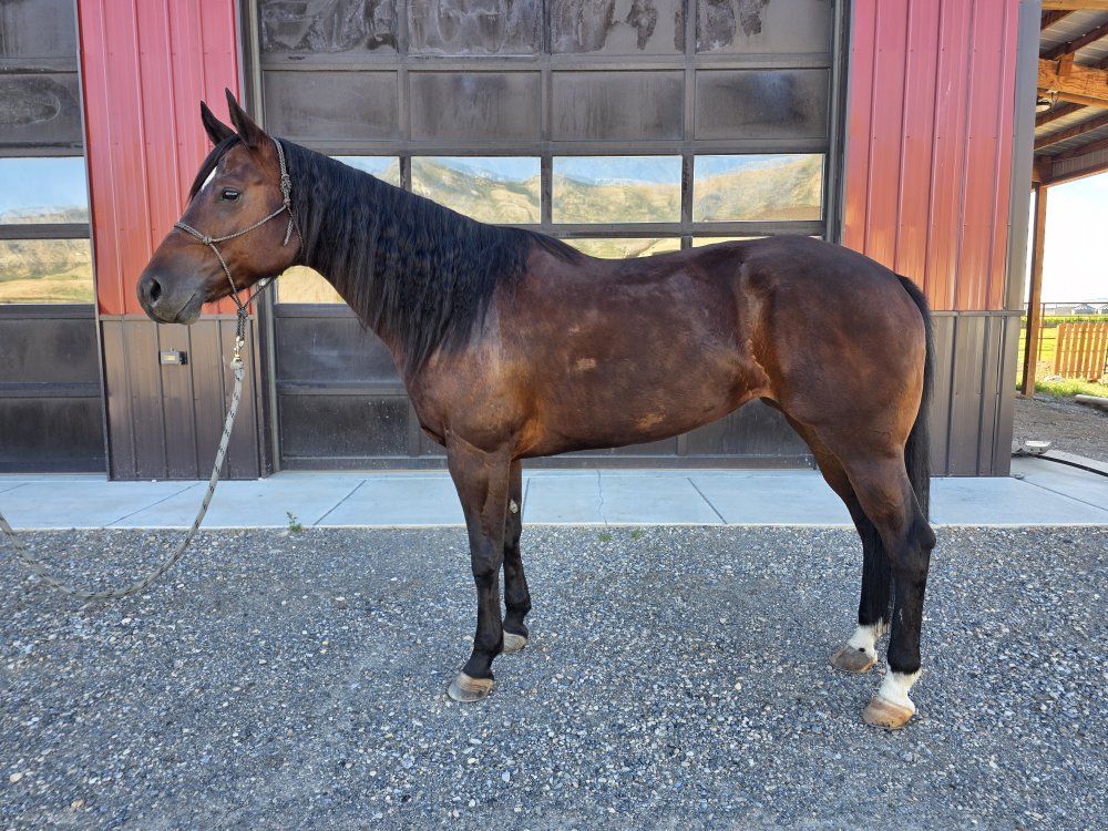 AQHA Mare