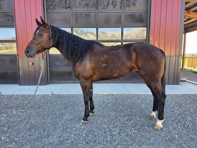 AQHA Mare
