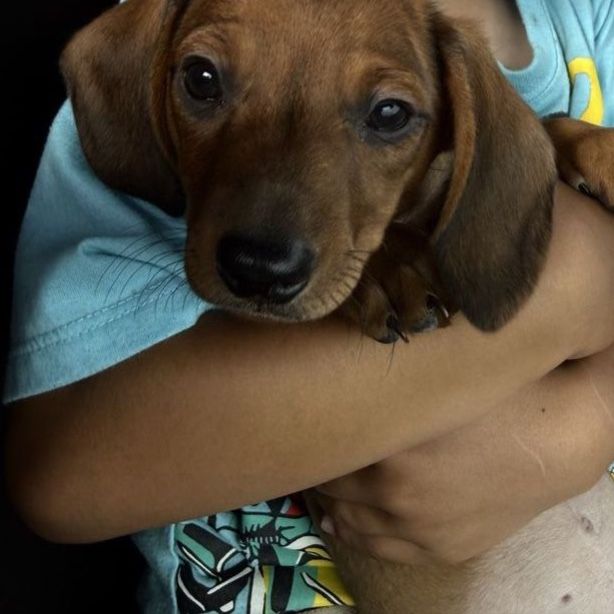 Dachshund male puppy
