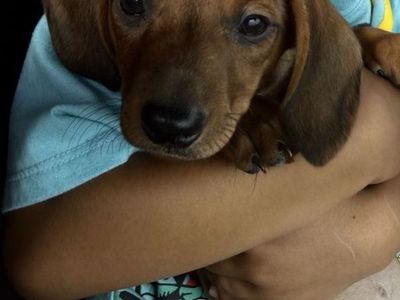 Dachshund male puppy