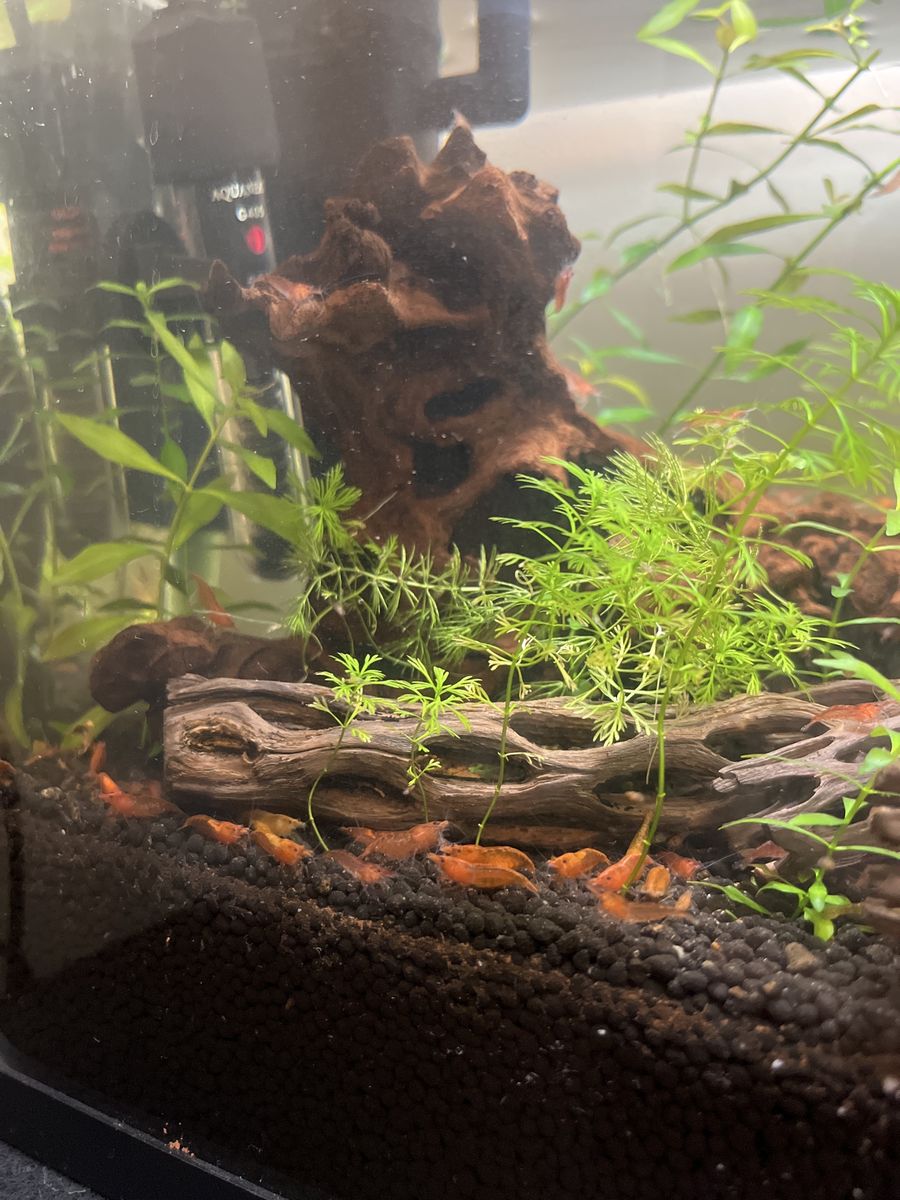 Red Cherry Shrimp (Neocaridina davidi) - Live Freshwater Aquarium Shrimp -