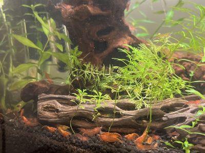 Red Cherry Shrimp (Neocaridina davidi) - Live Freshwater Aquarium Shrimp -