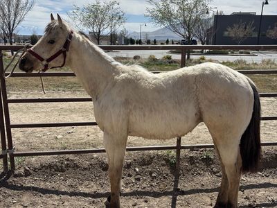 2025 buckskin filly