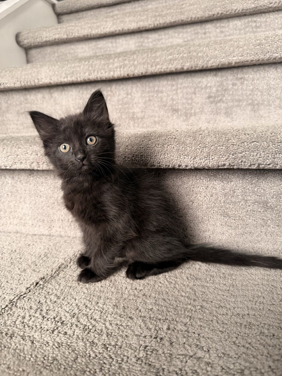Vaccinated Kittens 8 Weeks Old