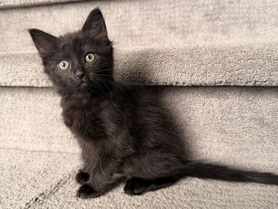Vaccinated Kittens 8 Weeks Old
