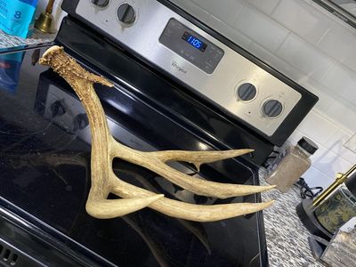Big Mule Deer Antler Single Deep Forks!!