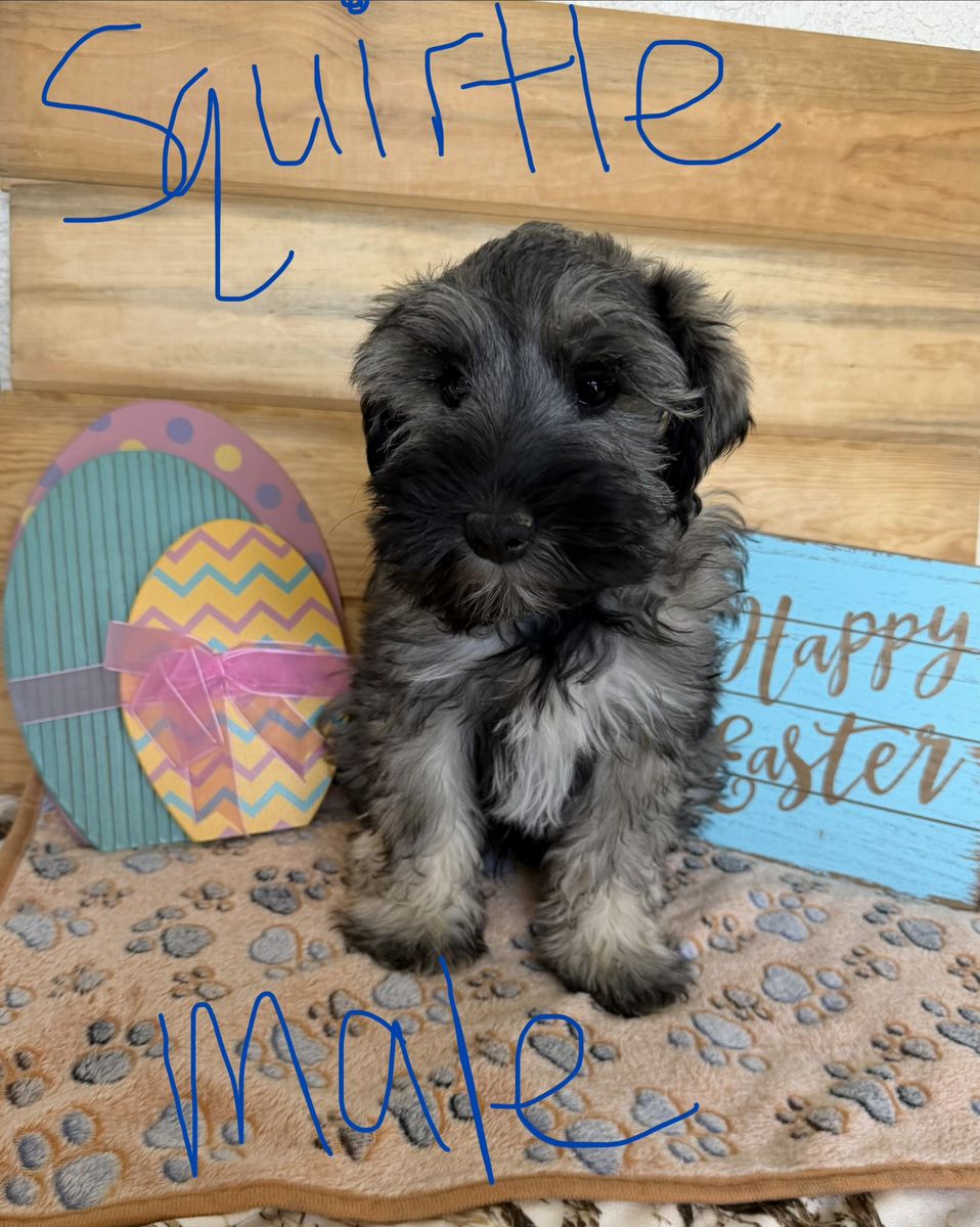 Purebred Mini Schnauzer