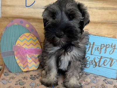 Purebred Mini Schnauzer