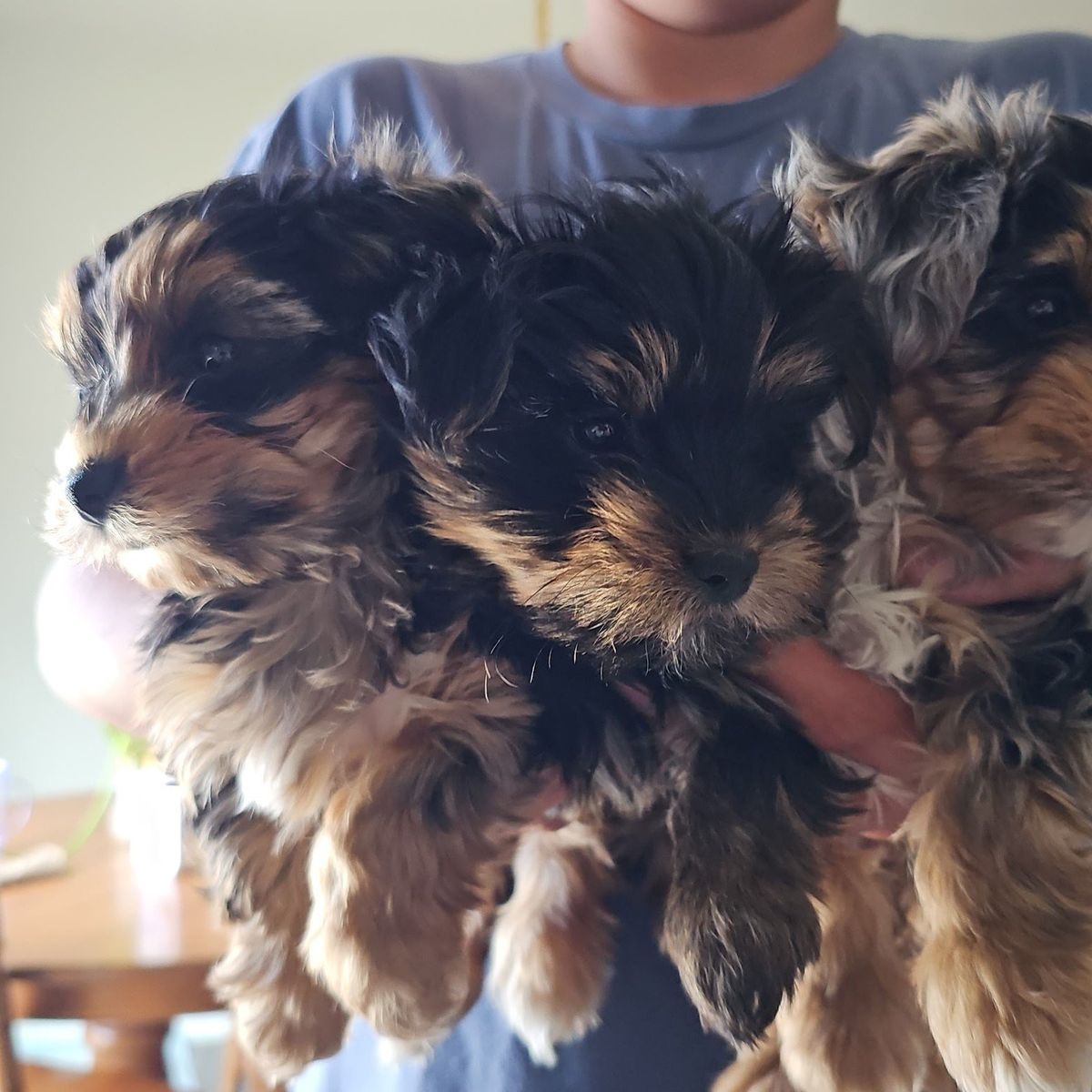 yorkshire puppies