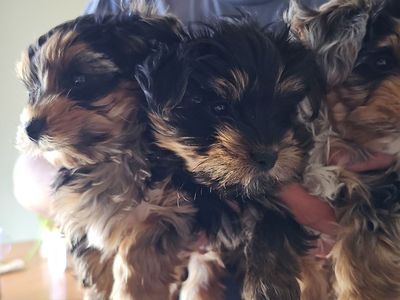 yorkshire puppies