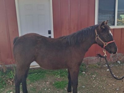 2025 Black Filly AQHA Registered
