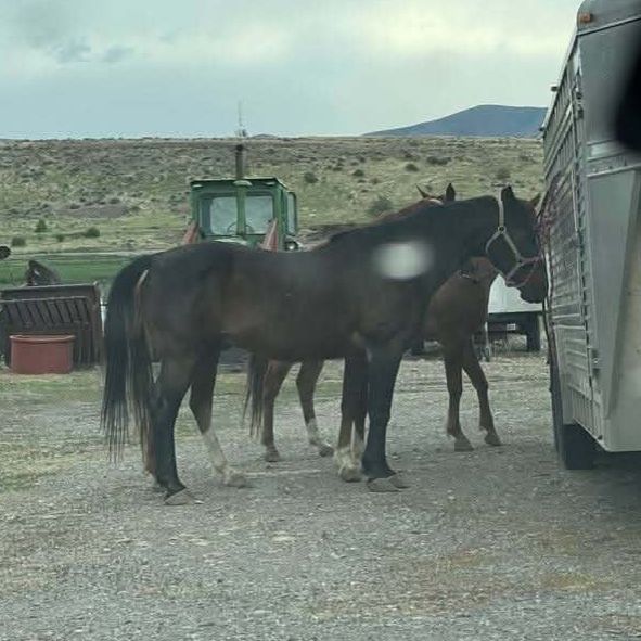 20 year old bay quarter horse gelding