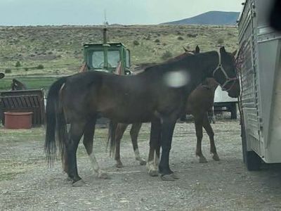 20 year old bay quarter horse gelding