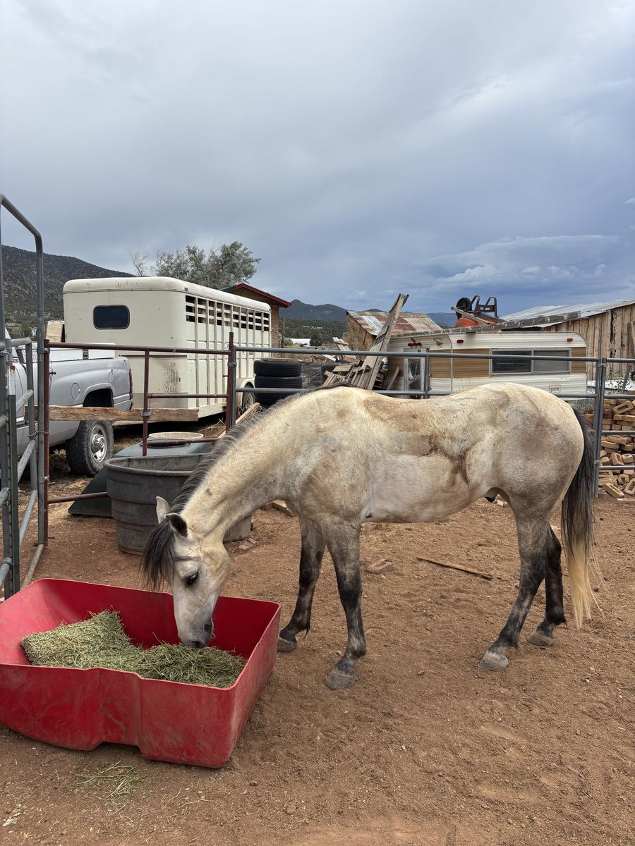 Horse for sale