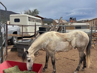 Horse for sale