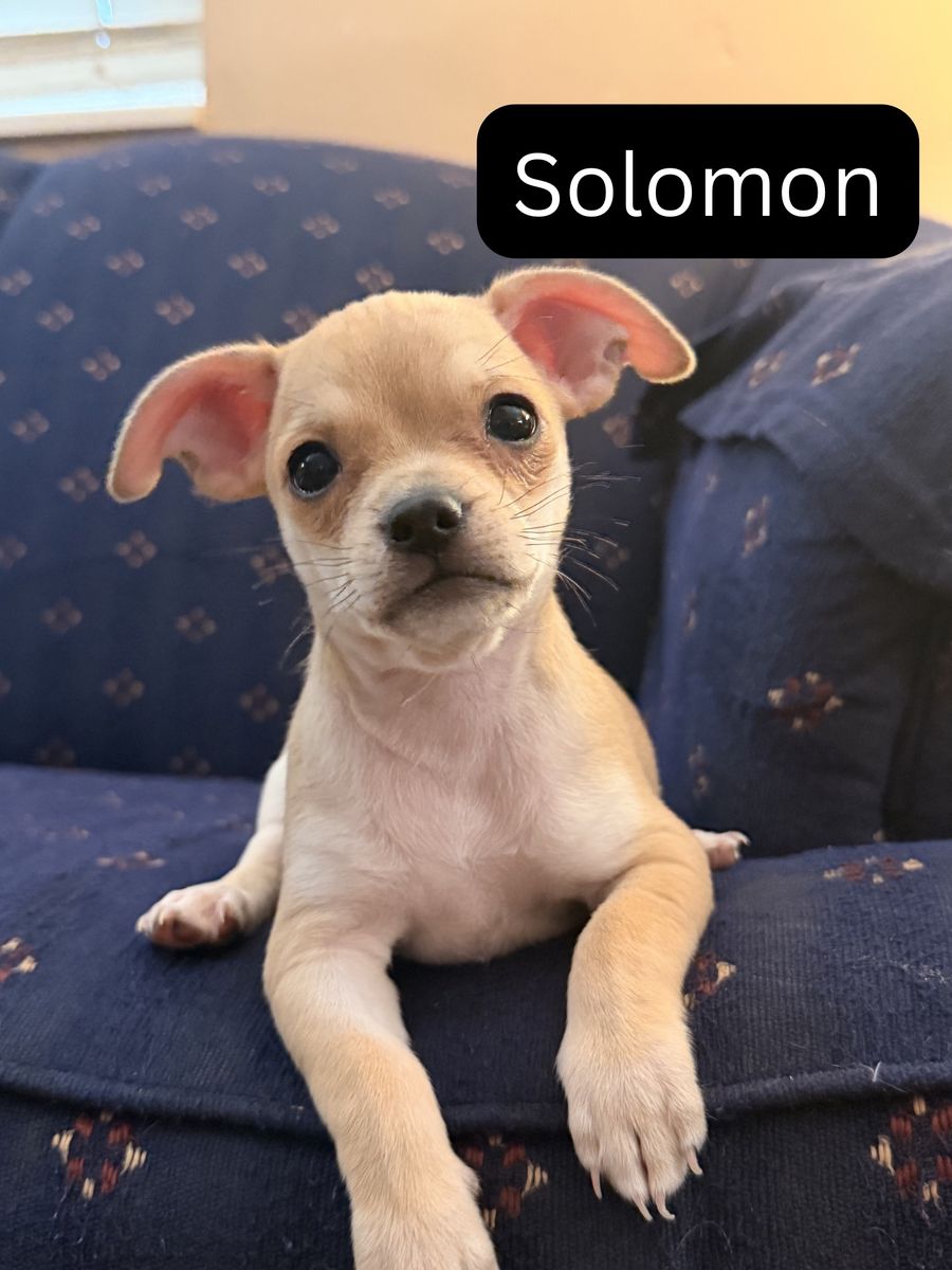Four Chihuahua puppies, born 5/16