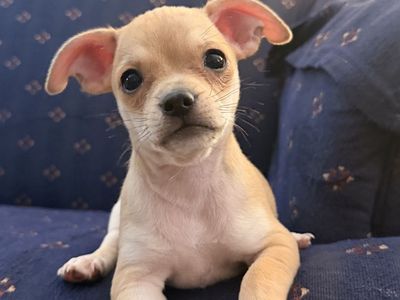 Four Chihuahua puppies, born 5/16