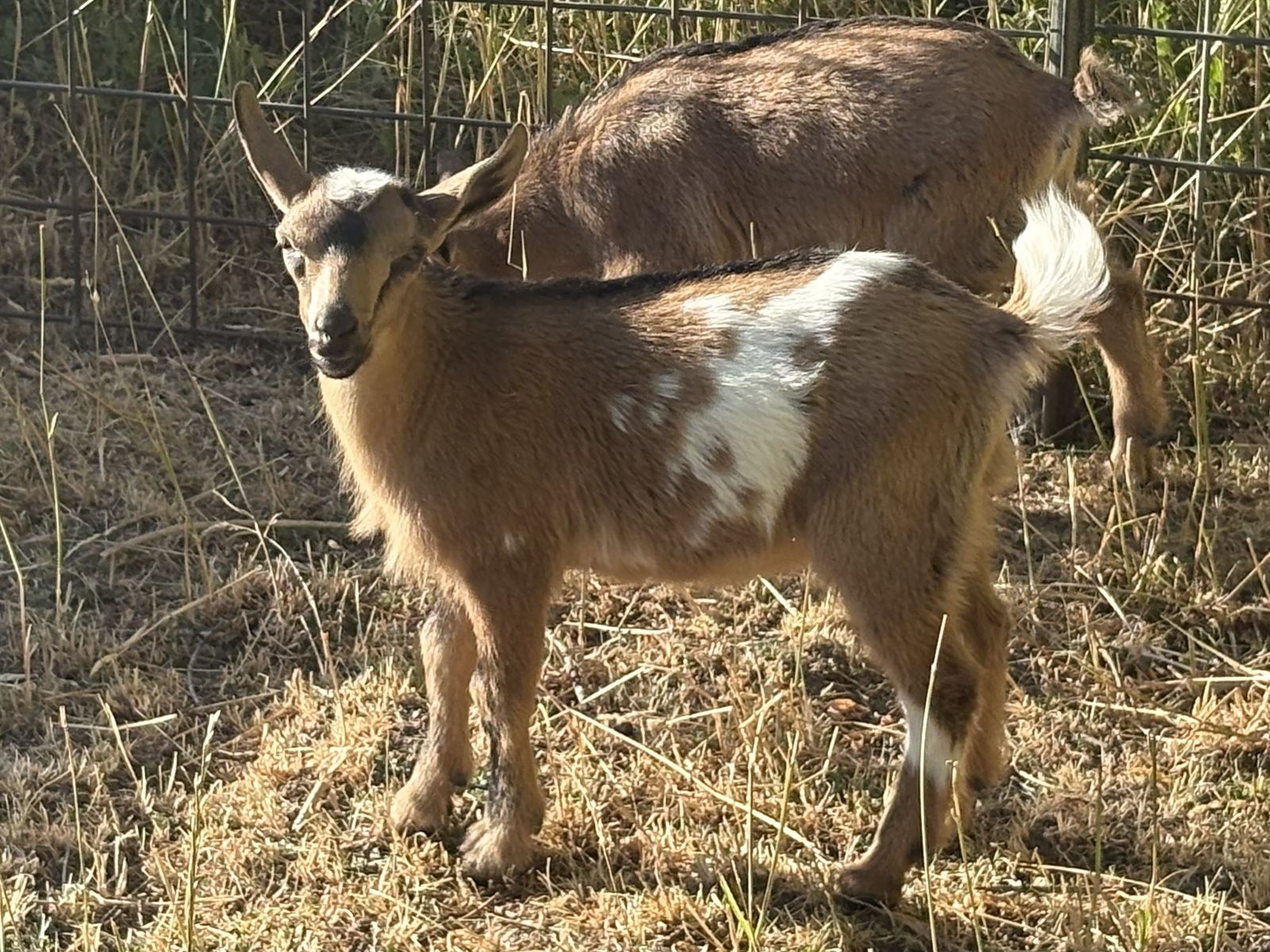 Nigerian Dwarf doelings for sale