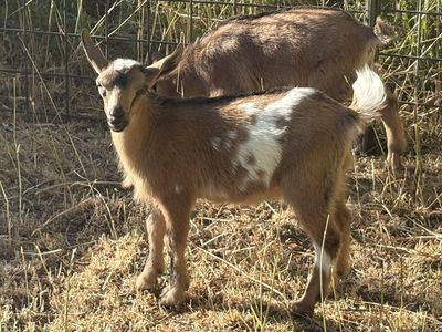 Nigerian Dwarf doelings for sale