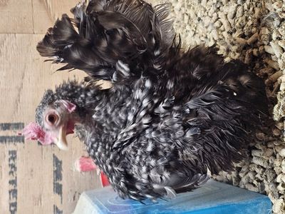 Malaysian Cuckoo Serama Hen