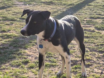 border collie mix