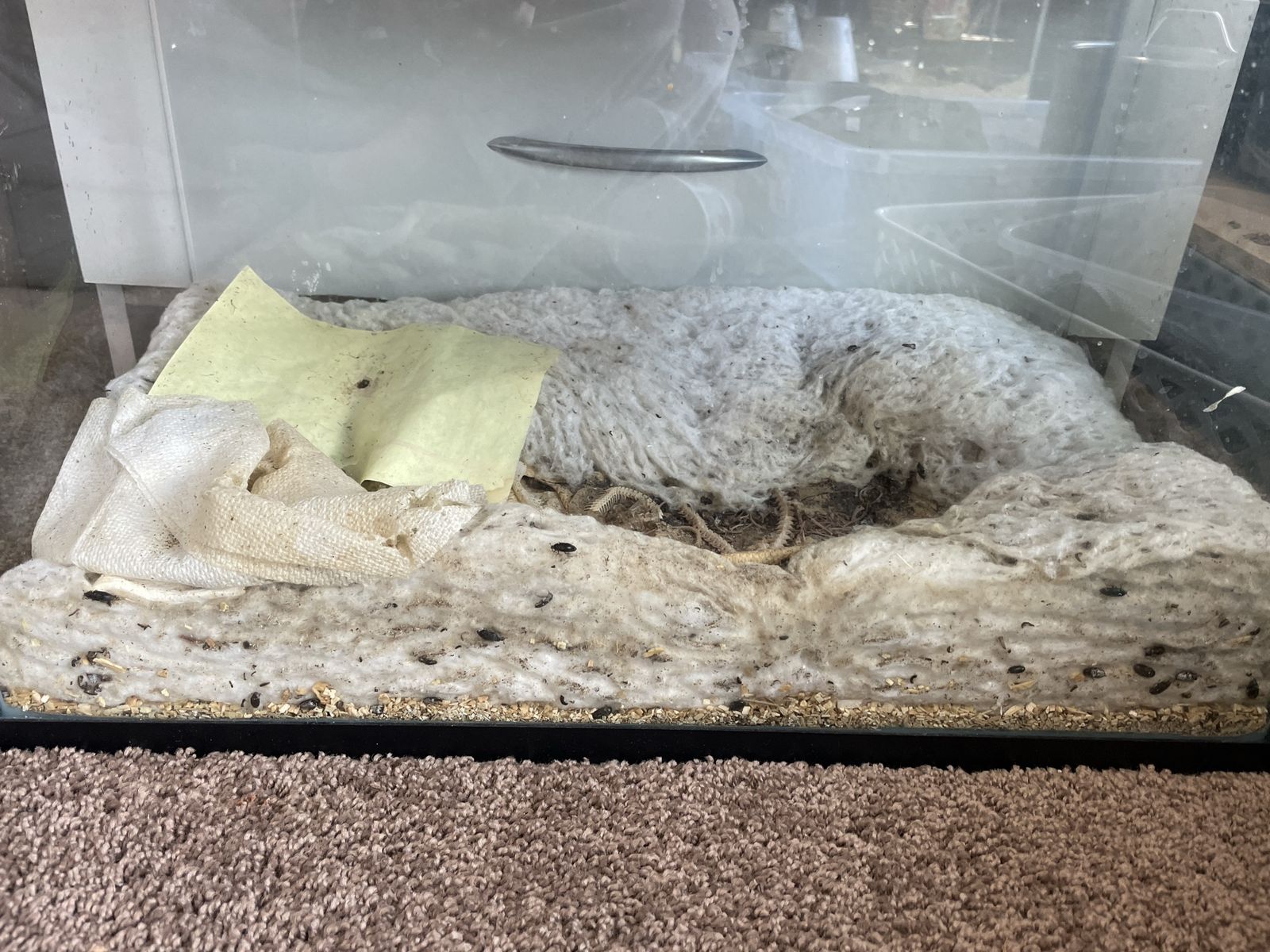 Dermestid Beetle Colony
