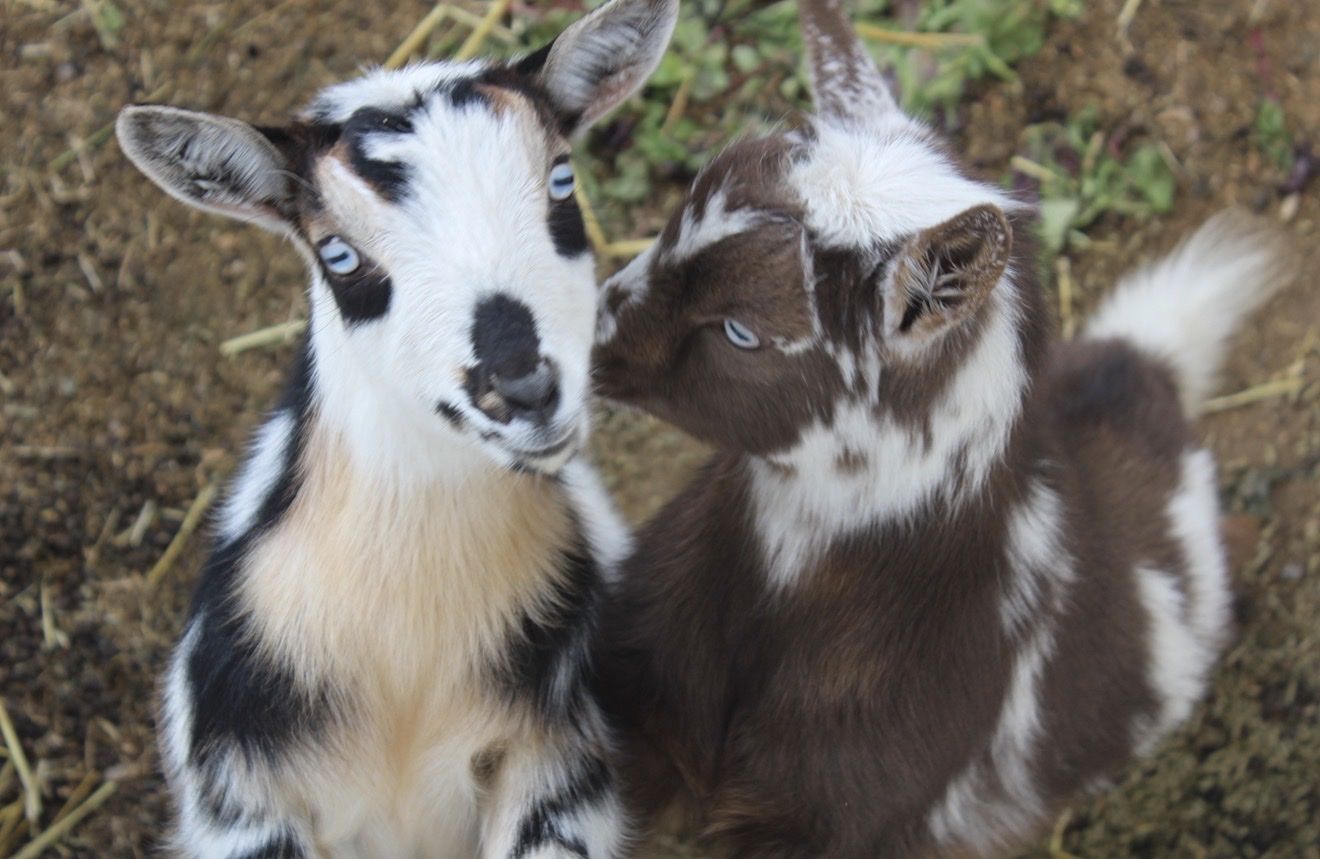 Nigerian Dwaf Goats