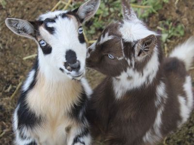 Nigerian Dwaf Goats