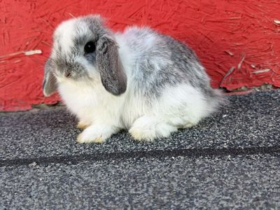 Sweet Purebred Holland Lop