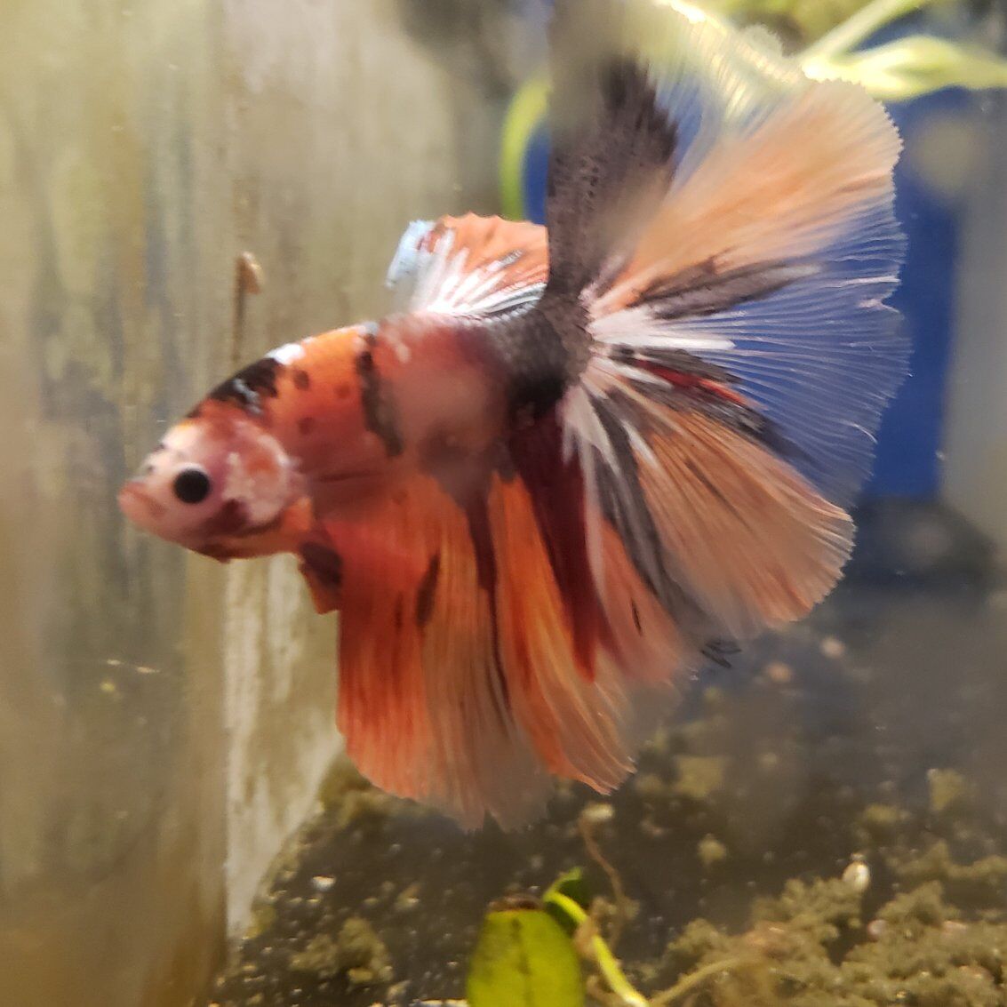 Import halfmoon Betta