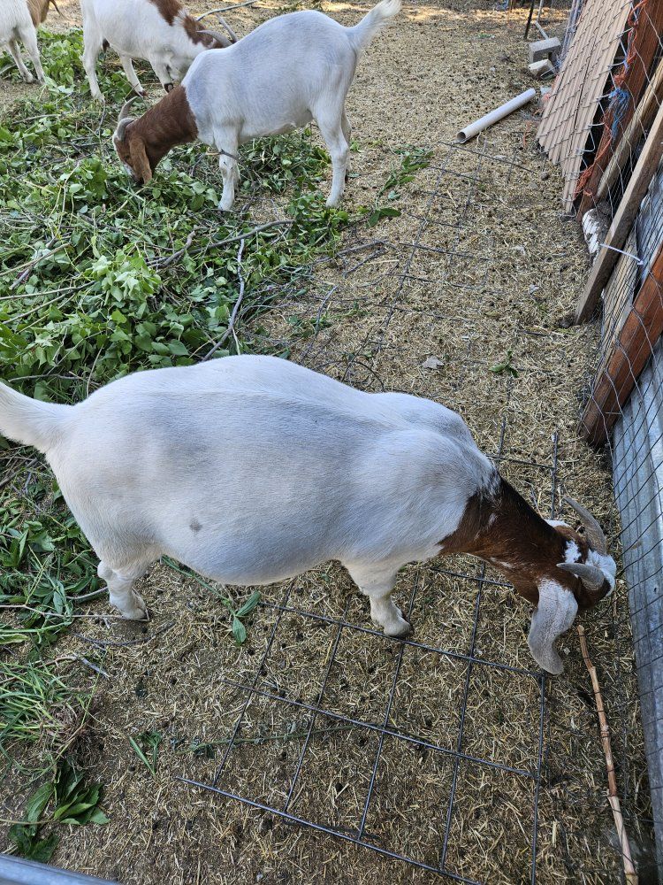 Boer/nubian wethers