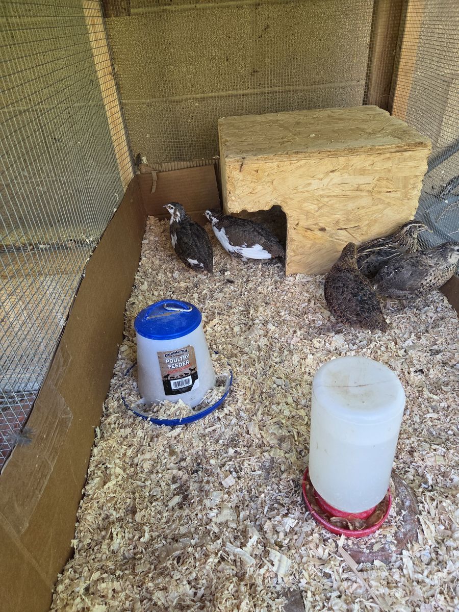 FREE 5 male coturnix quail