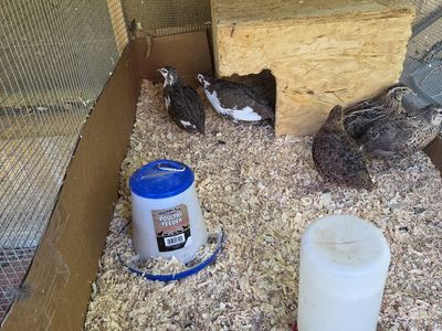 FREE 5 male coturnix quail