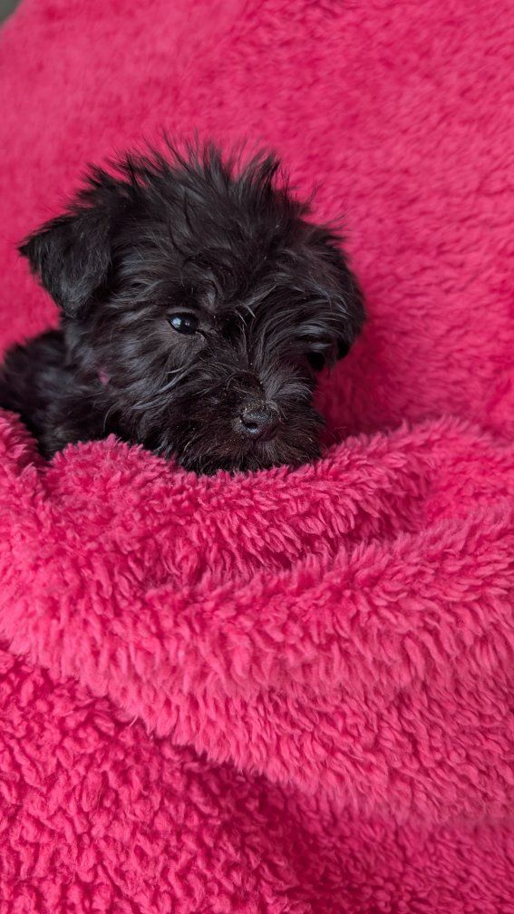 Miniature schnauzer puppy