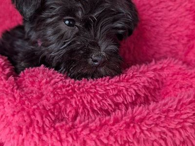 Miniature schnauzer puppy