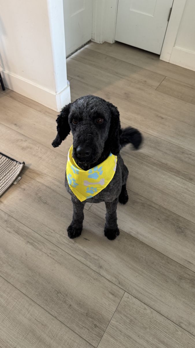 F1b Labradoodle