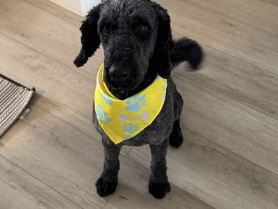 F1b Labradoodle